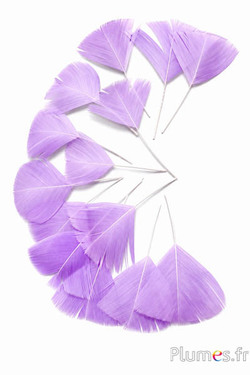 Blütenblätter aus Federn - 6-8 cm x 3-4 cm- parma